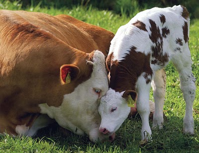 baby-cow.jpg